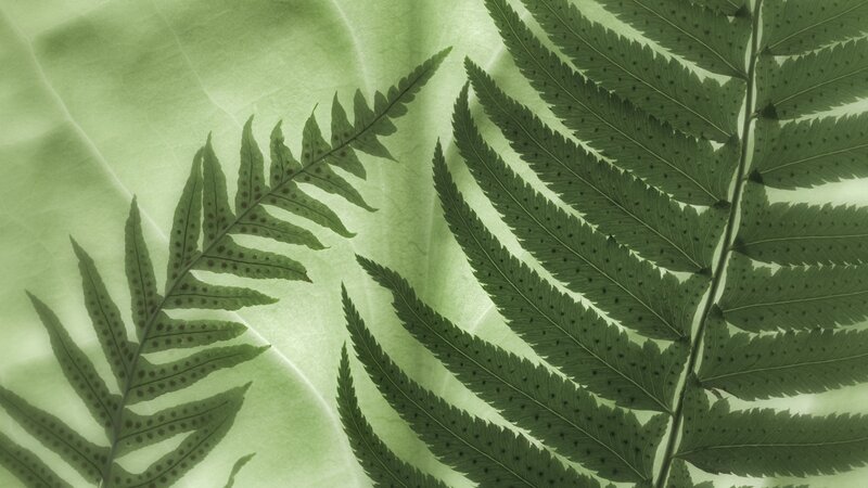 Fern fronds in soft light