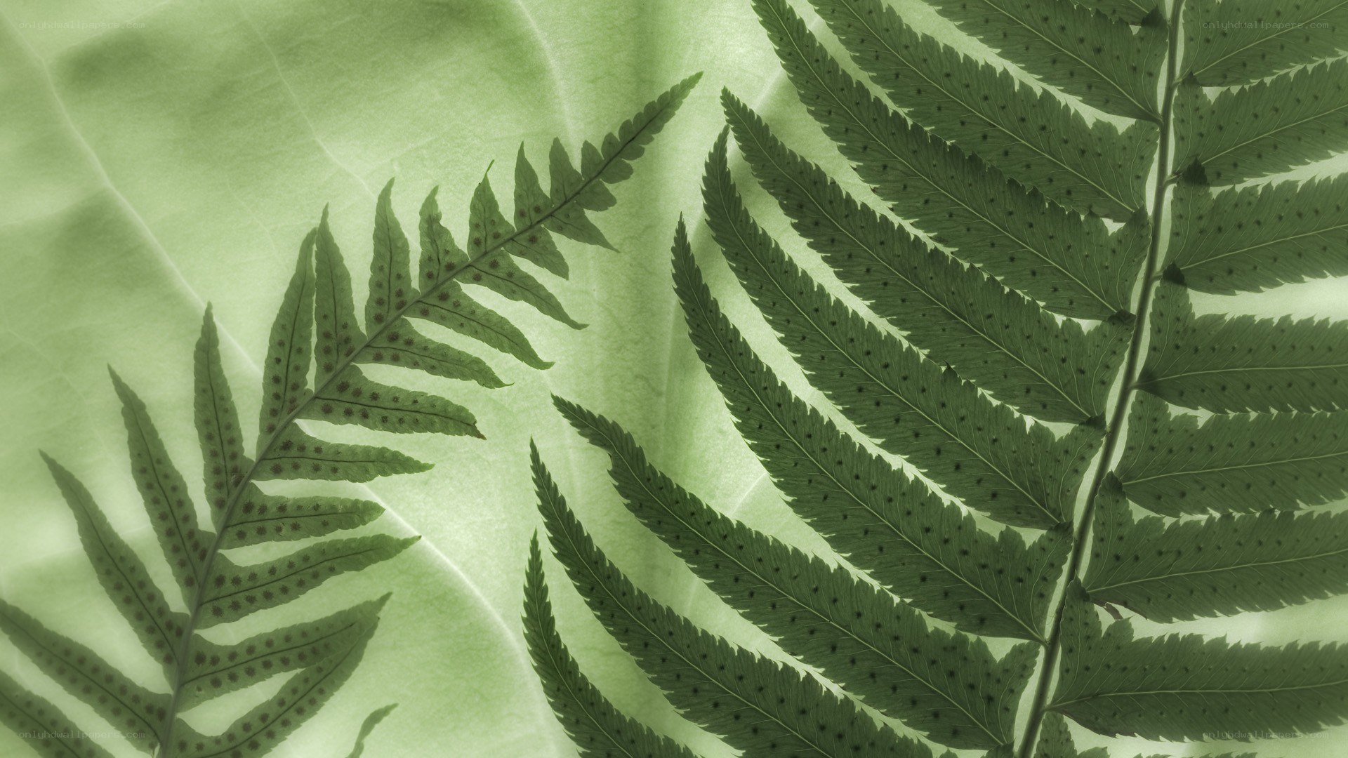 Fern fronds in soft light