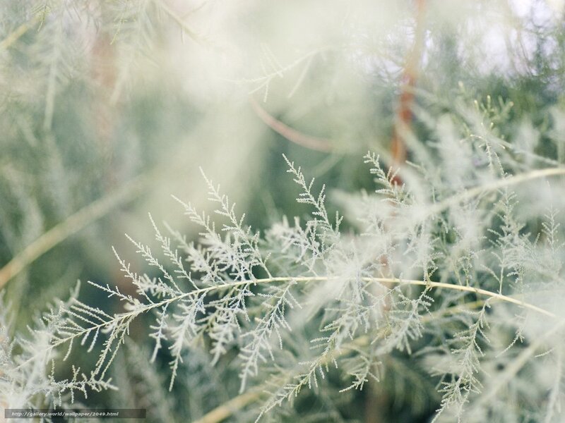 Fern fronds in soft light