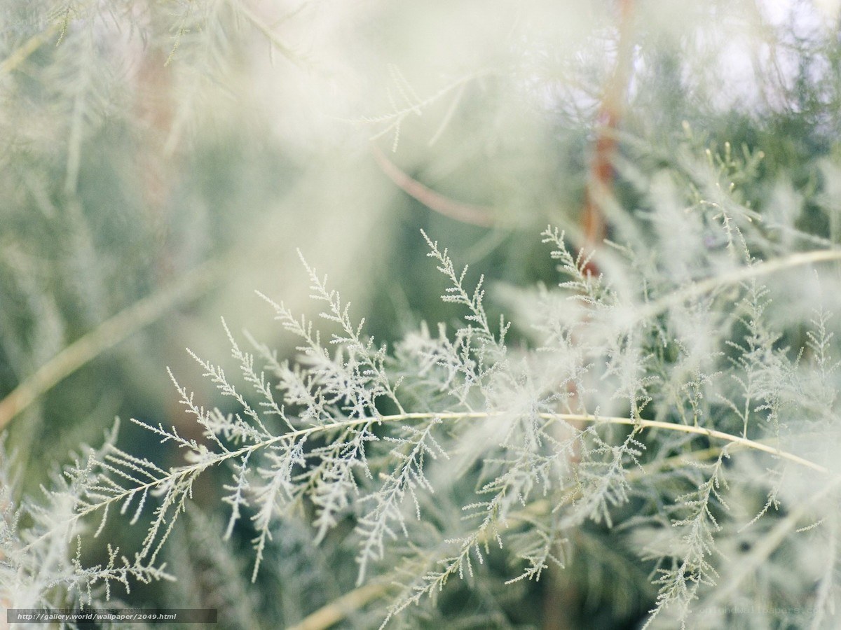 Fern fronds in soft light