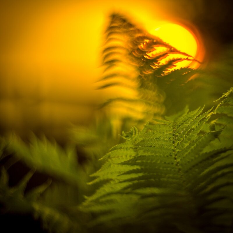 Fern Fronds in Sunlight — Green, Serene