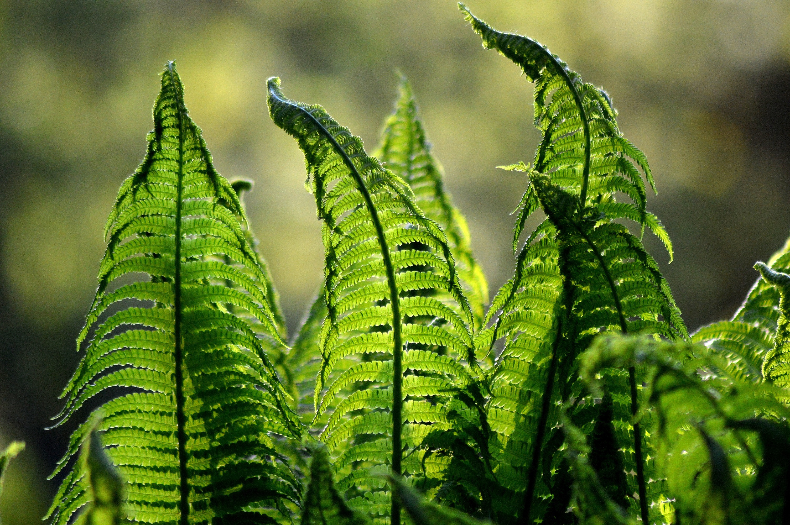 Fern fronds in sunlight