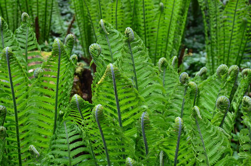 Fern fronds unfurling in forest