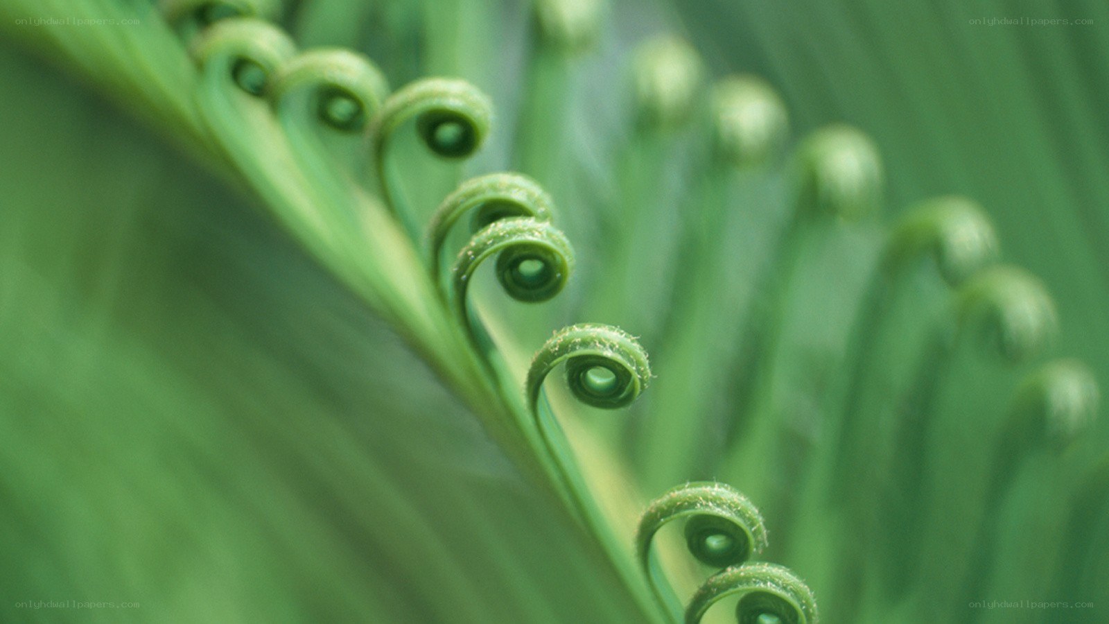 Fern fronds unfurling