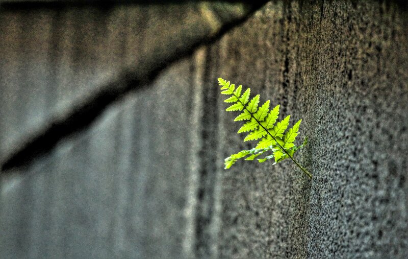 Fern growing from a wall
