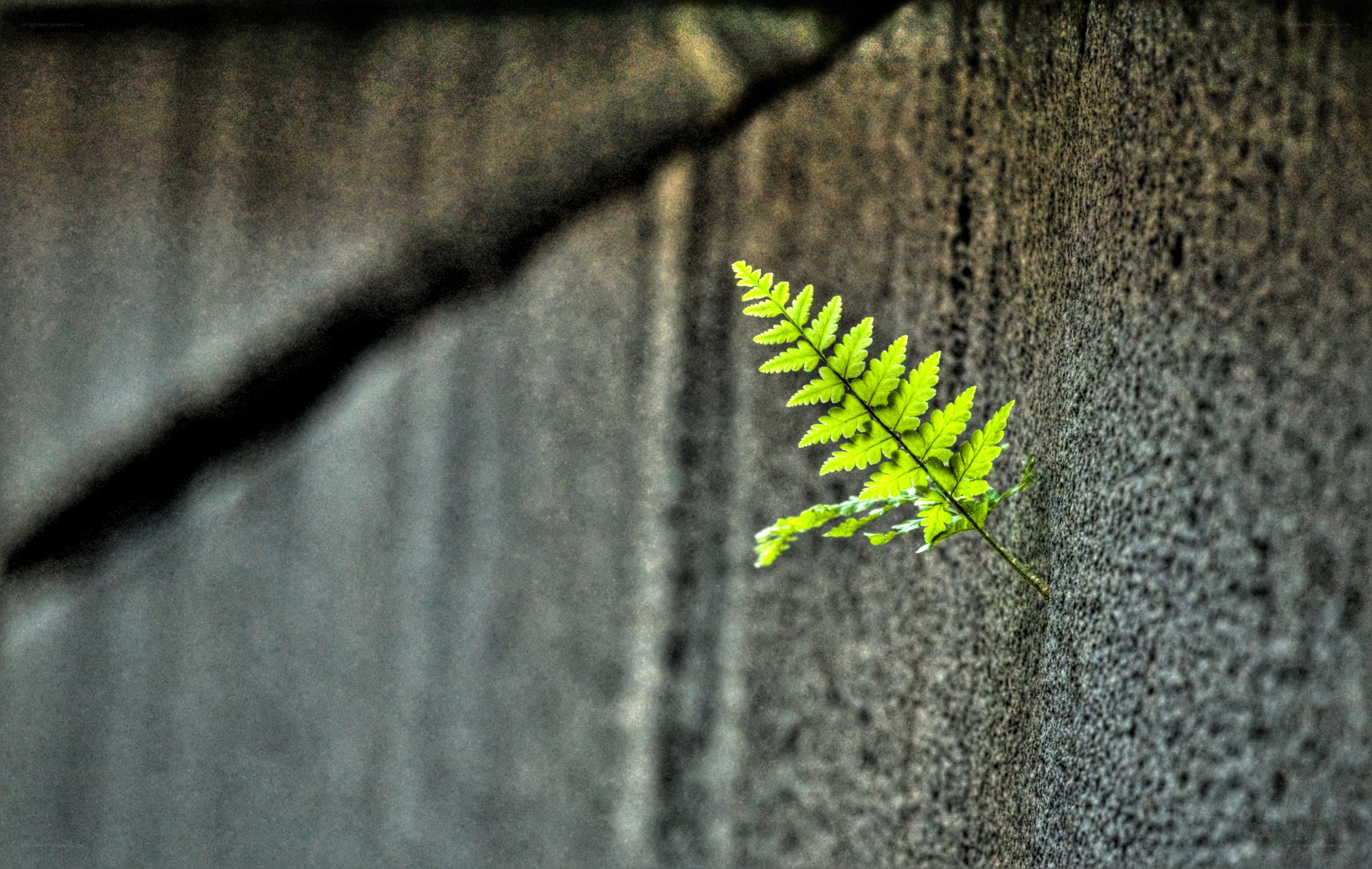 Fern growing from a wall