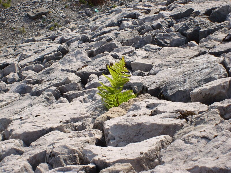 Fern Growing in Rocks