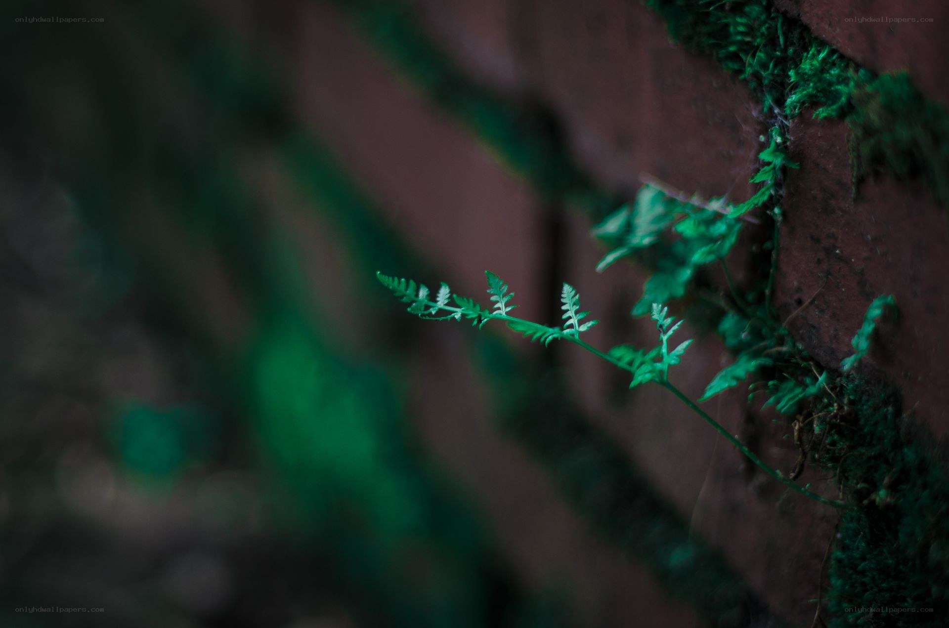 Fern growing on a brick wall