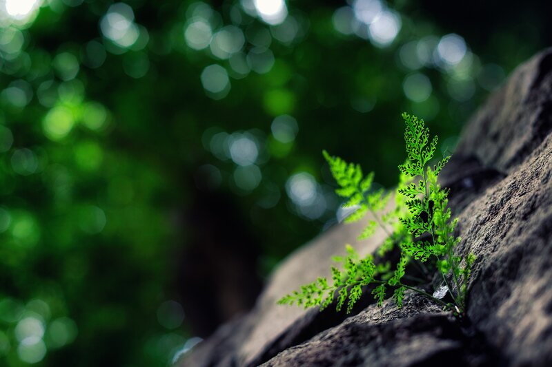 Fern Growing on Rock