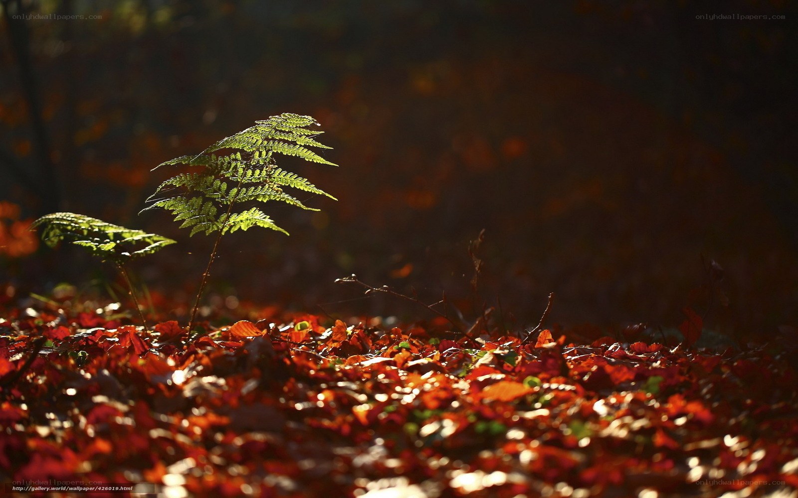 Fern in autumn forest