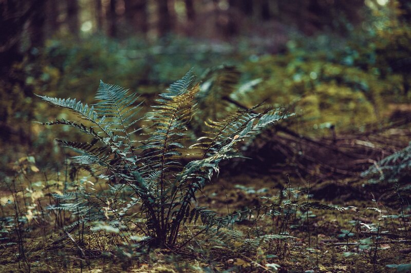 Fern in Forest