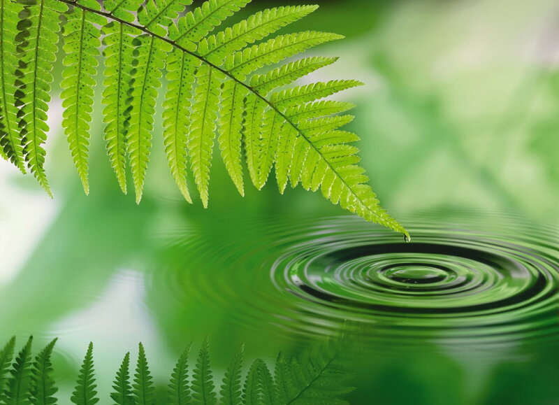 Fern Leaf Dripping Water