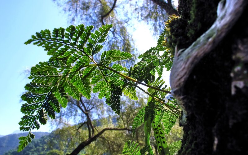 Fern leaf in forest light