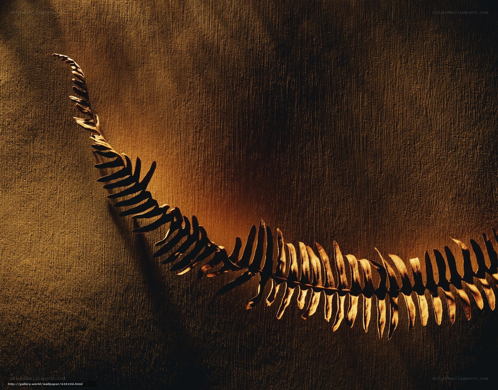 Fern leaf on wood texture