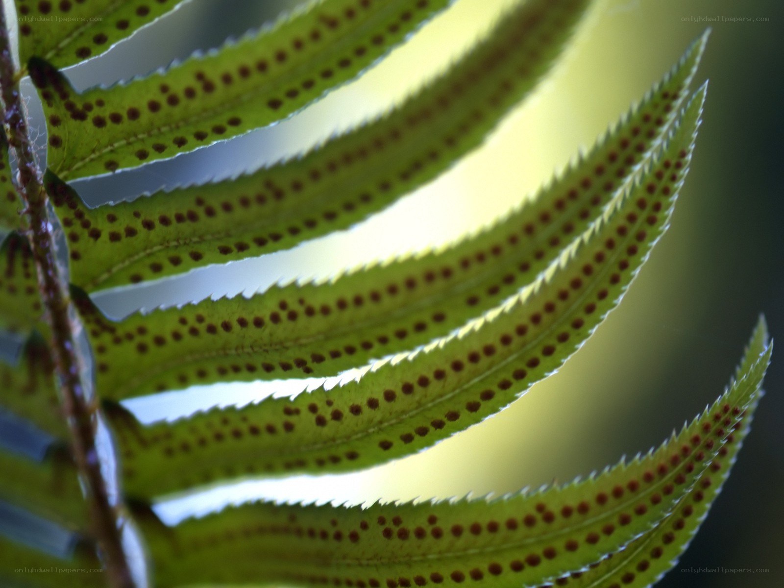 Fern leaf with spores