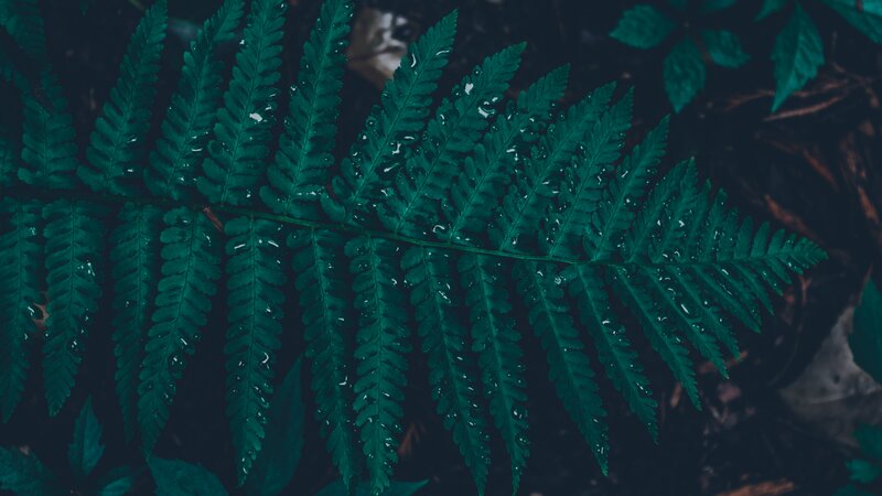 Fern Leaf with Water Droplets — Green
