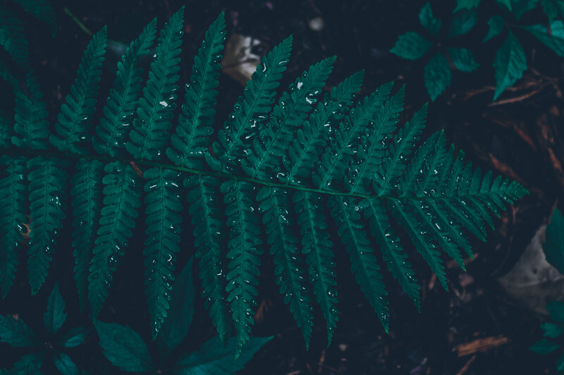 Fern Leaf with Water Droplets