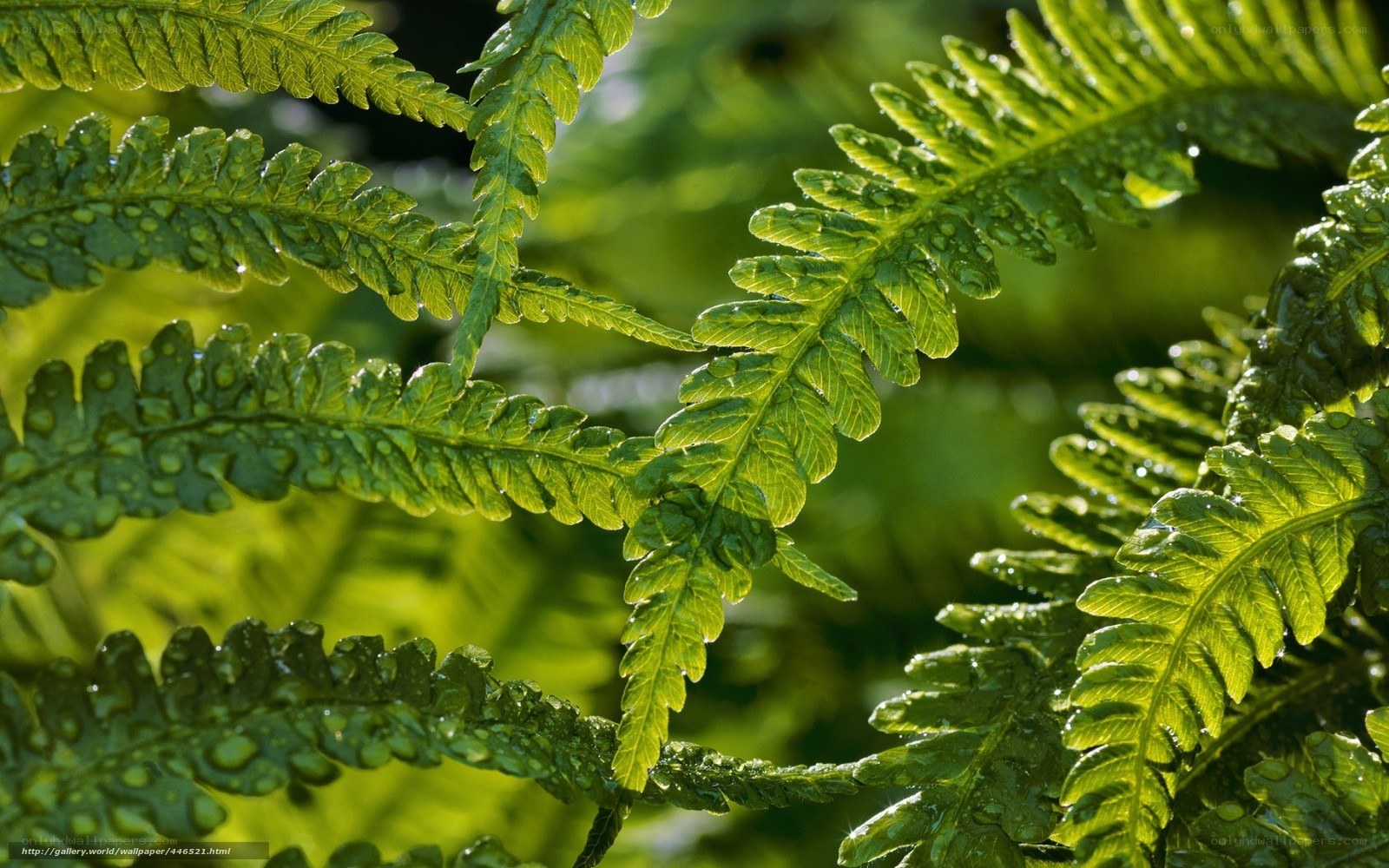 Fern leaves with dew drops