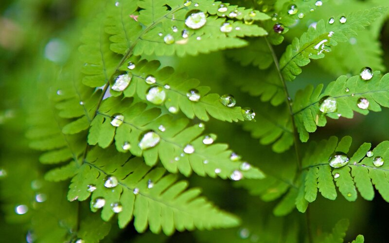 Fern leaves with water droplets
