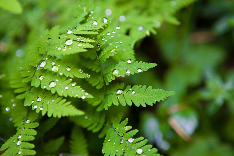 Fern leaves with water droplets