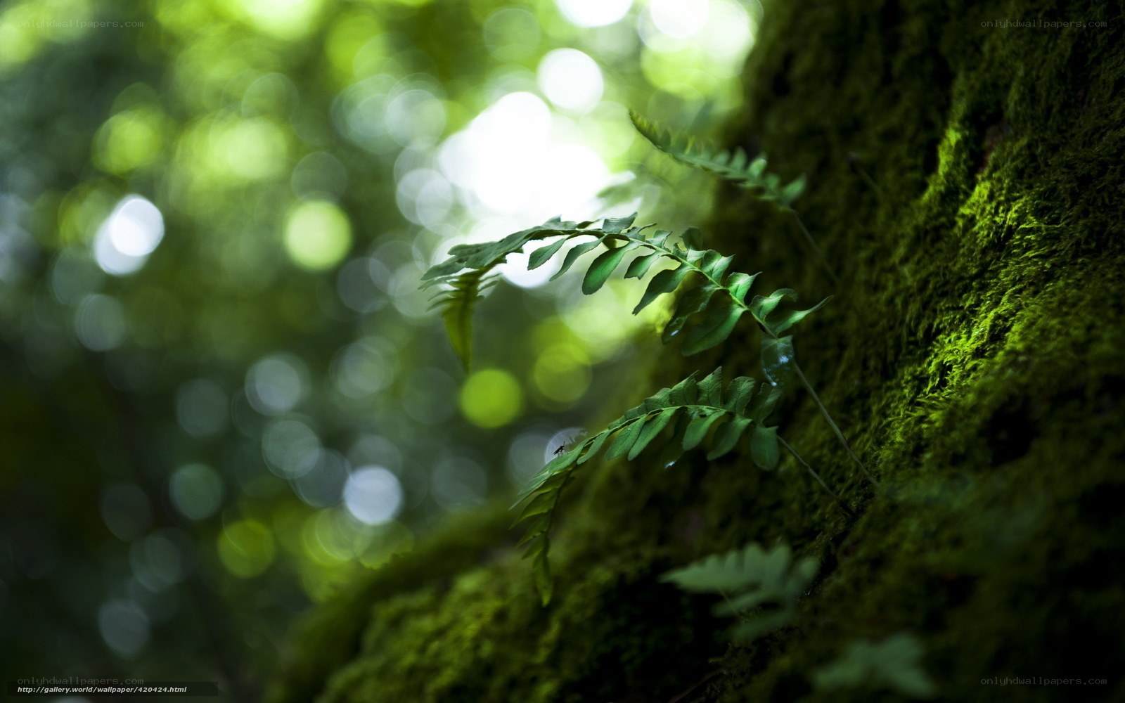 Fern on a mossy tree trunk