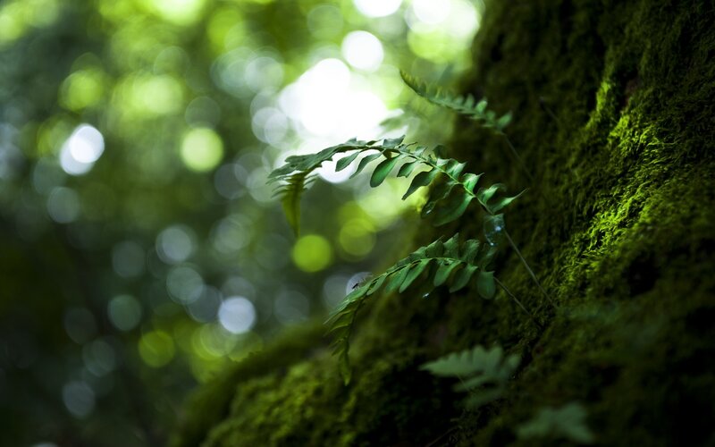 Fern on a mossy tree trunk