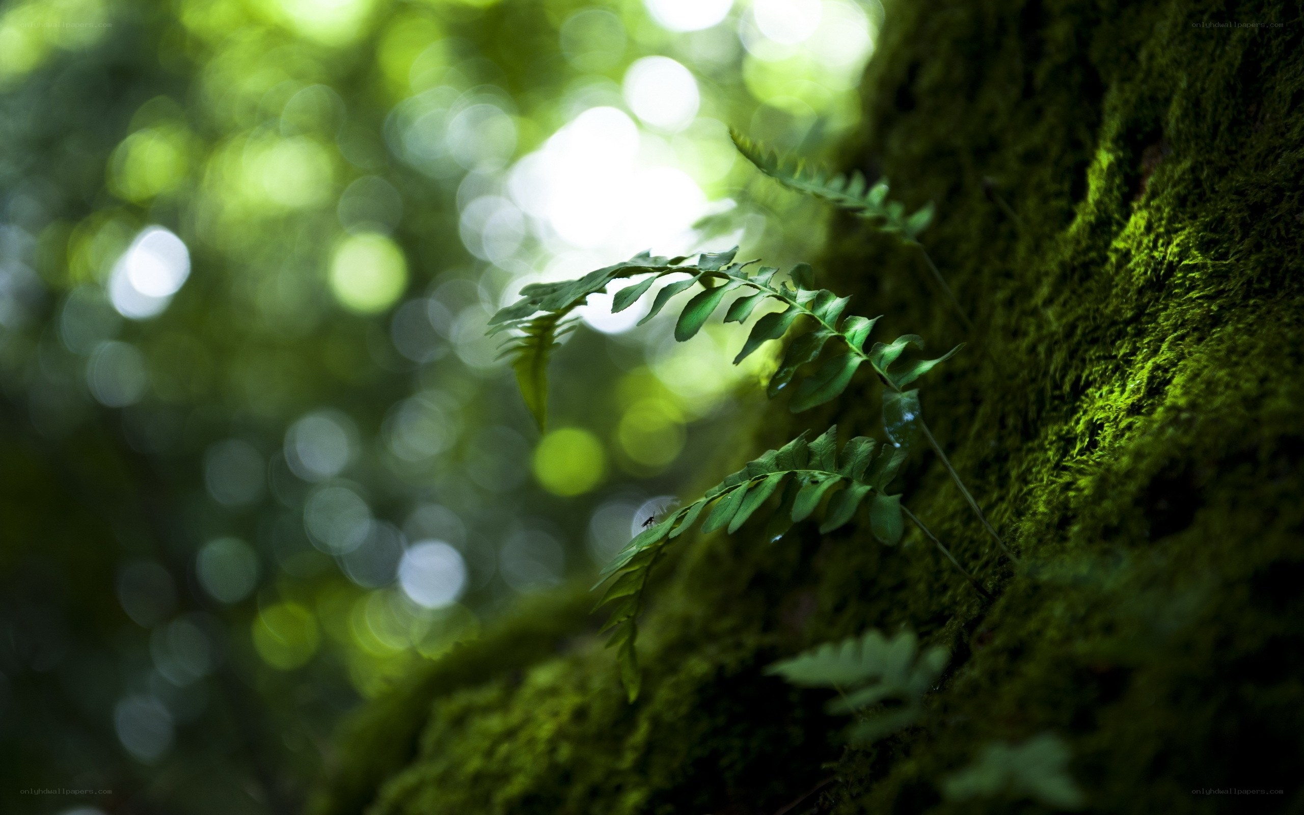 Fern on a mossy tree trunk
