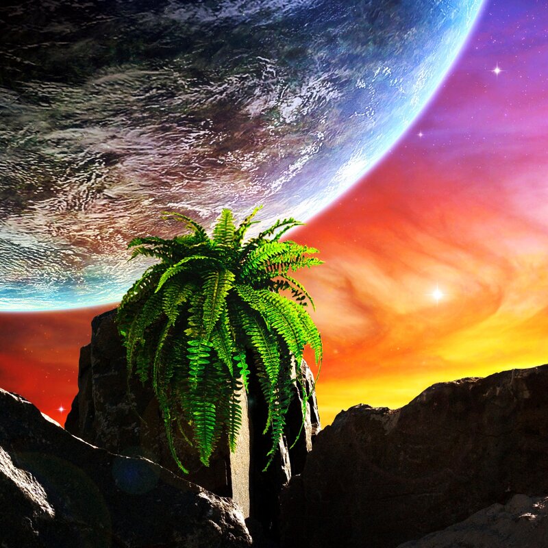 Fern on alien planet