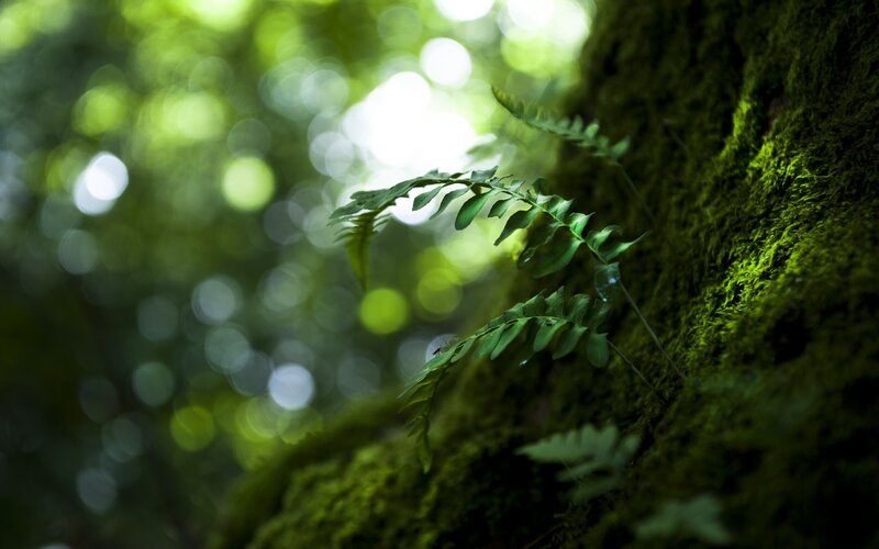 Fern on Mossy Tree Trunk