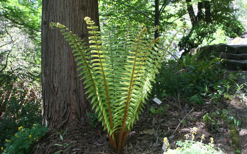 Fern Plant in Forest