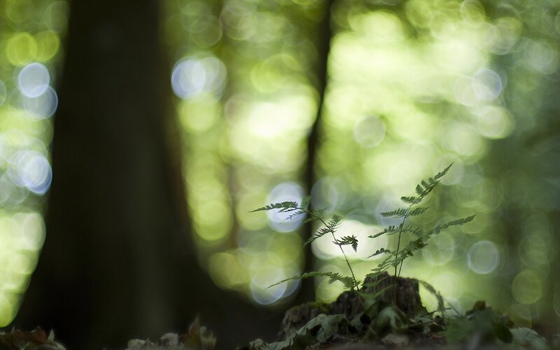 Fern Sprout in Forest