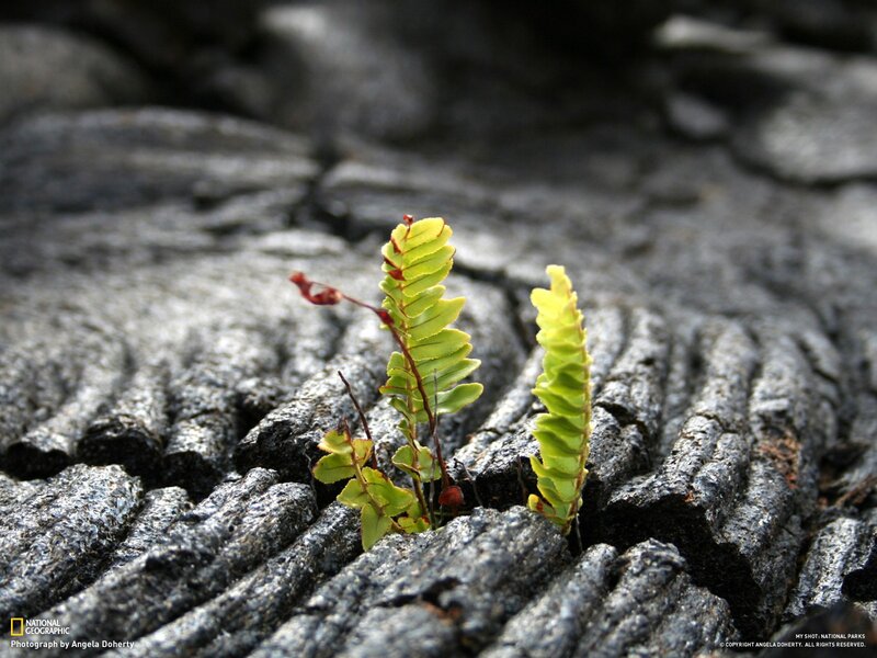 Fern sprouting from lava