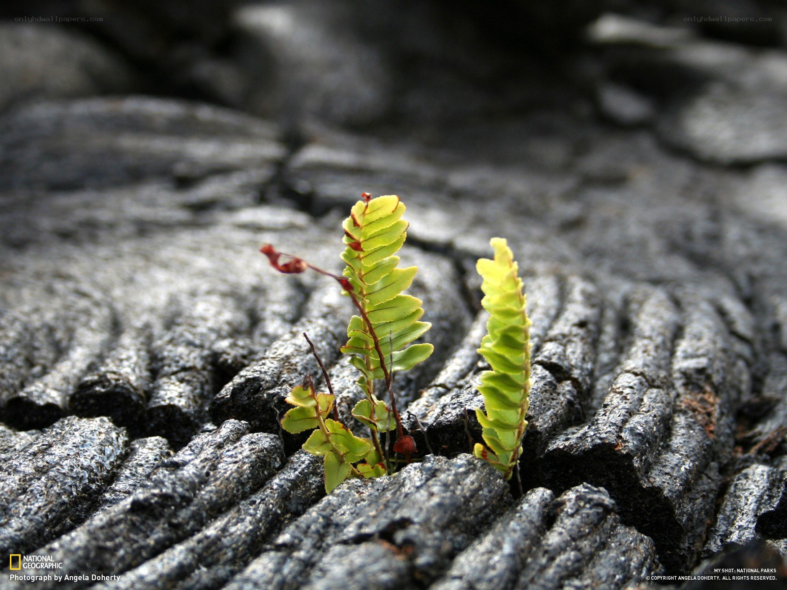 Fern sprouting from lava
