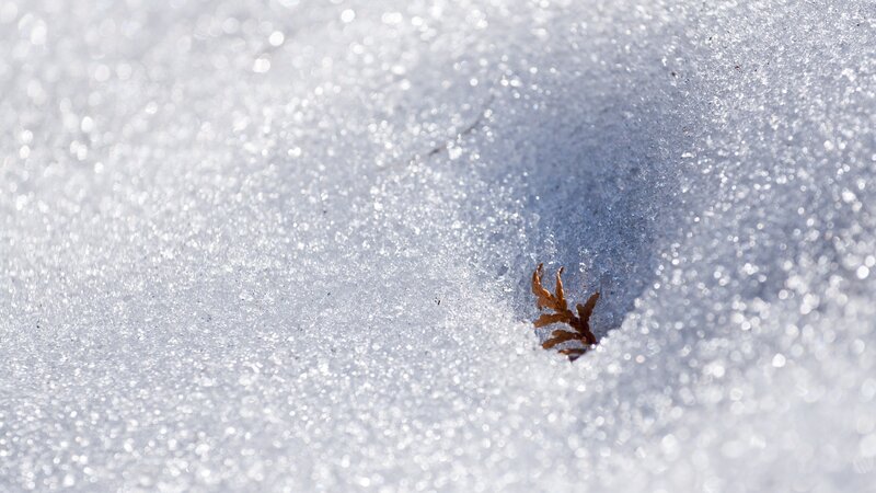 Fern sprouting through snow