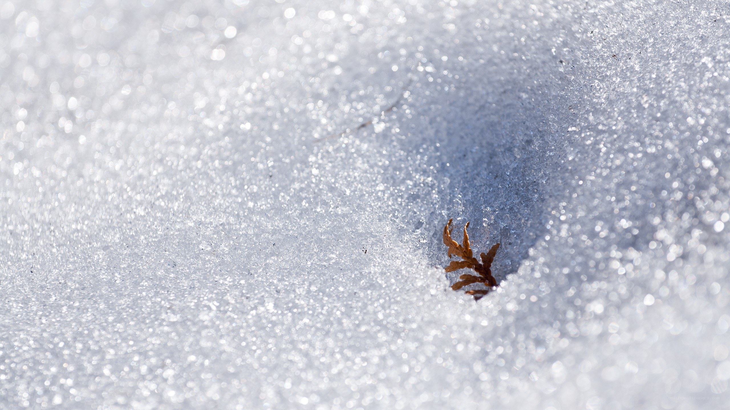 Fern sprouting through snow