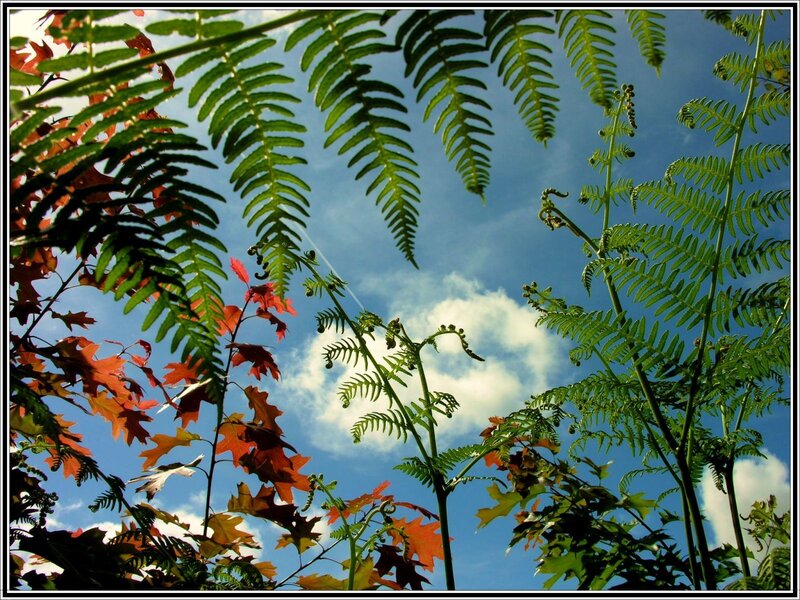Ferns against a blue sky
