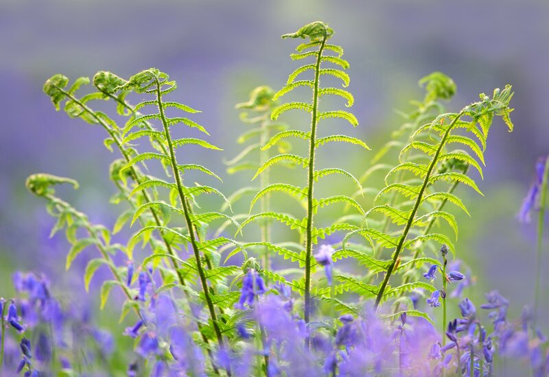 Ferns and Bluebells