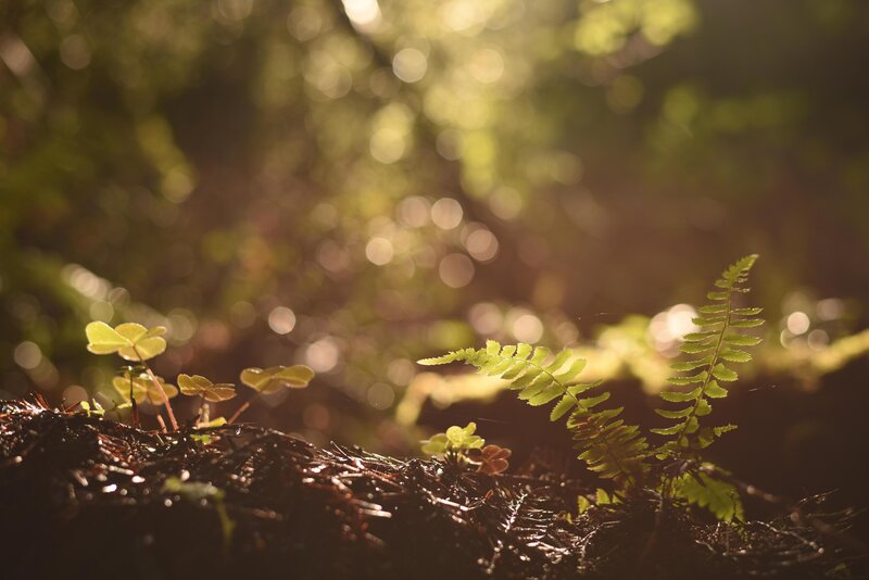 Ferns and Clover in Forest