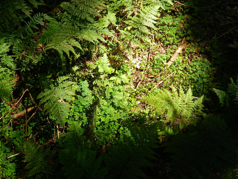 Ferns and Clover on Forest Floor