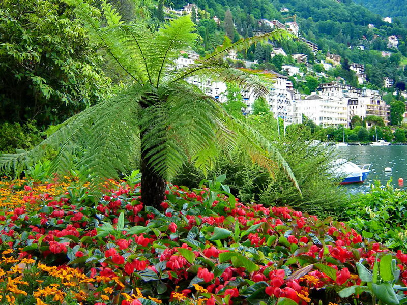 Ferns and Flowers by Lake