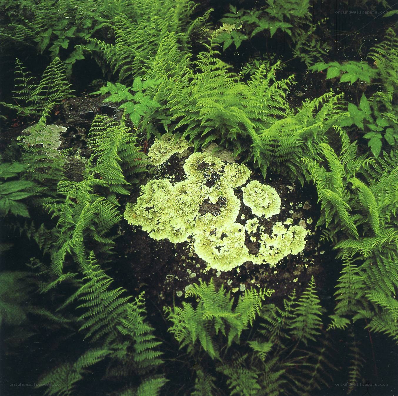 Ferns and lichen on a rock