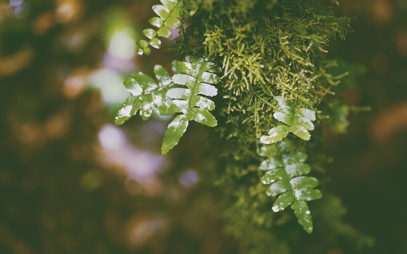 Ferns and Moss in Forest