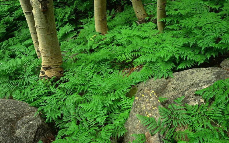 Ferns and Tree Trunks — Green, Serene, Photograph