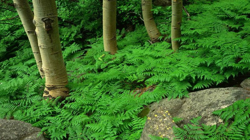 Ferns and Tree Trunks