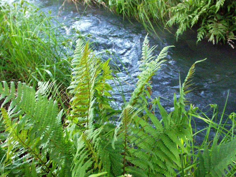 Ferns beside a flowing stream