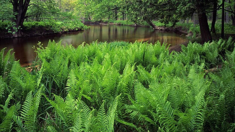 Ferns by a forest river