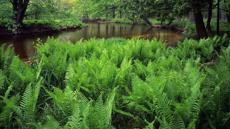 Ferns by a forest stream