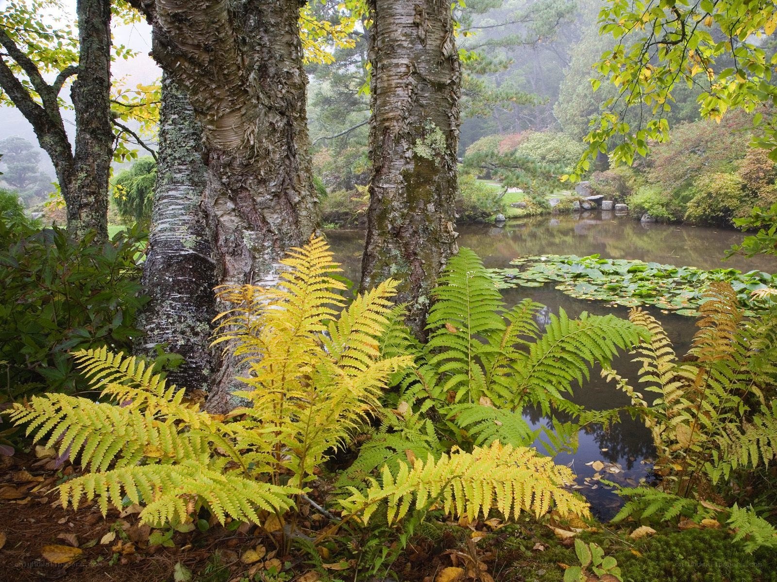 Ferns by a misty pond