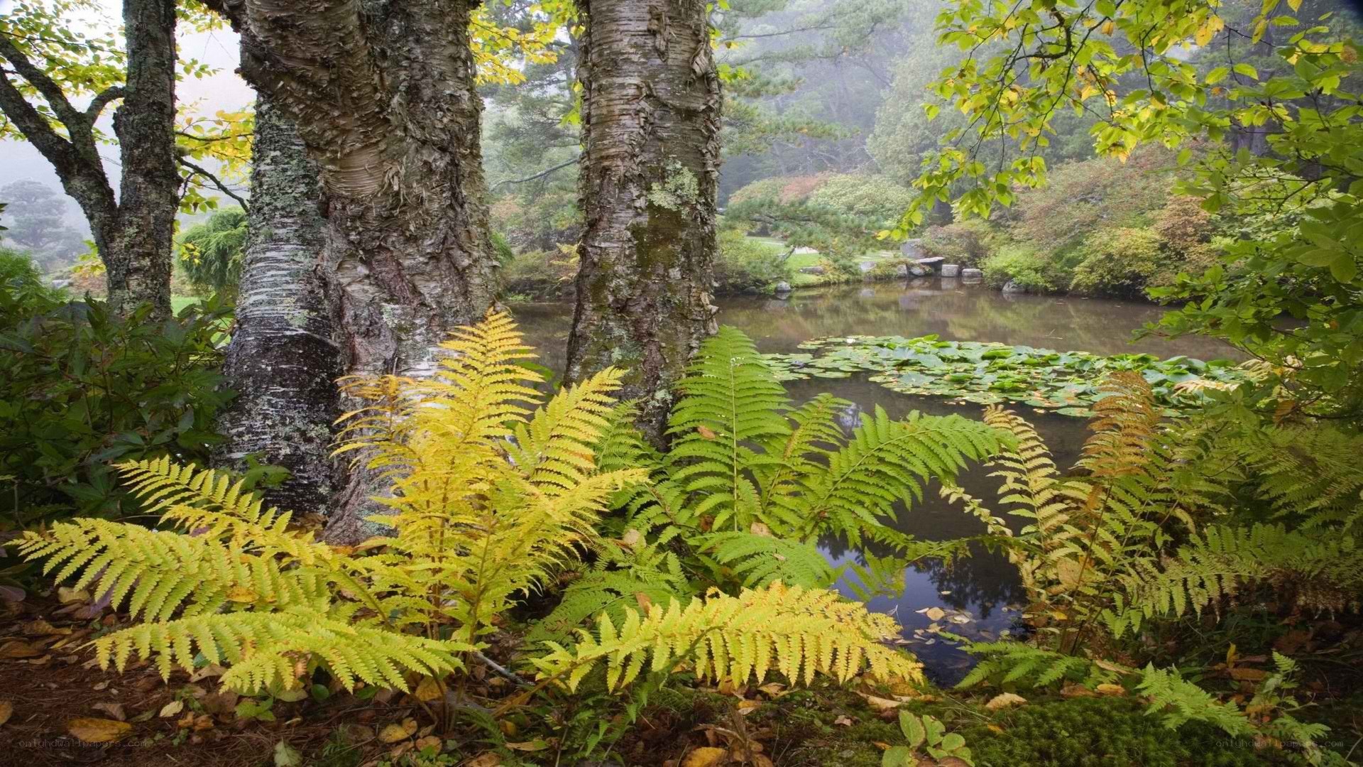 Ferns by a misty pond