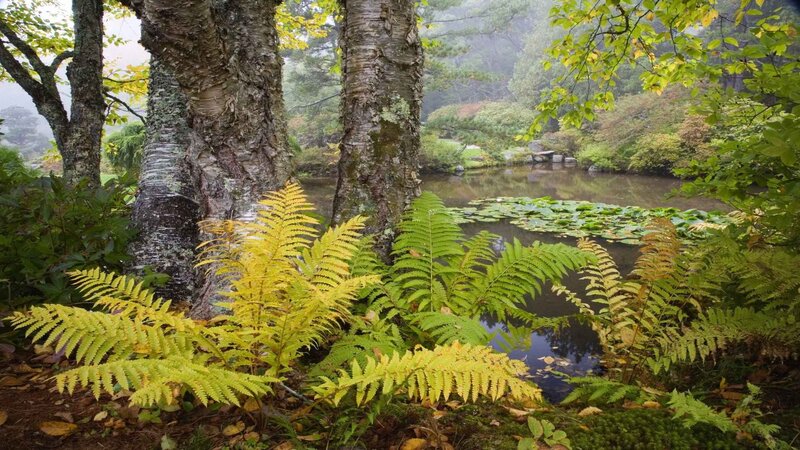 Ferns by Pond